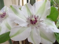 IMG_0952 Clematis